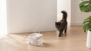 ¿Tu gato casi no toma agua? El peligro oculto y cómo solucionarlo